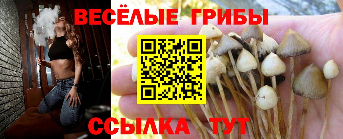 Белореченск  Галлюциногенные грибы Psilocybine cubensis  где купить наркотик  Вход с VPN 
